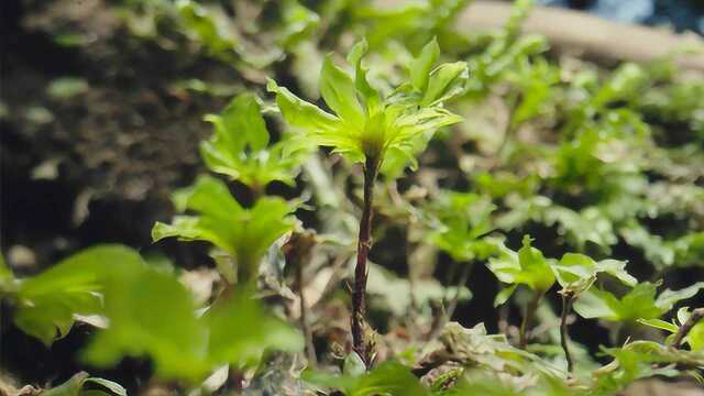 农村山里不起眼的苔藓,却是能起死回生的“仙草”