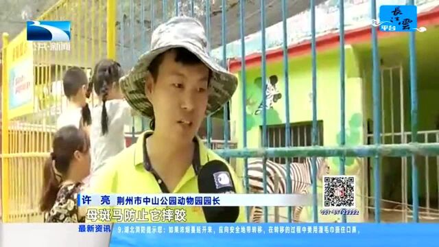 荆州:动物园里喜添丁 “母慈子逗”惹人爱