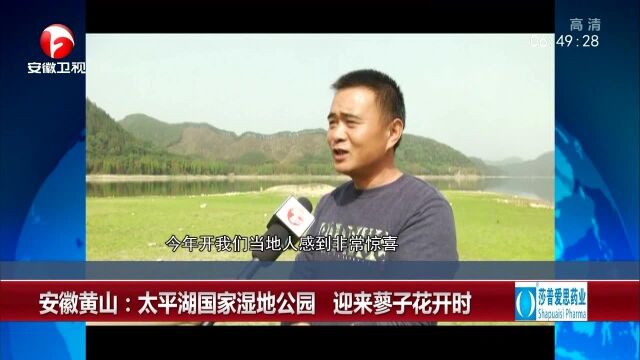 安徽黄山:太平湖国家湿地公园 迎来蓼子花开时