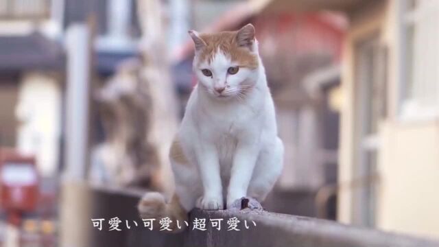 猫サンキュー