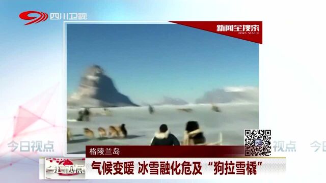 格陵兰岛 气候变暖 冰雪融化危及“狗拉雪橇”