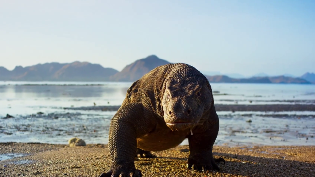 世界上最大的巨型蜥蜴,打起架来像极了恐龙