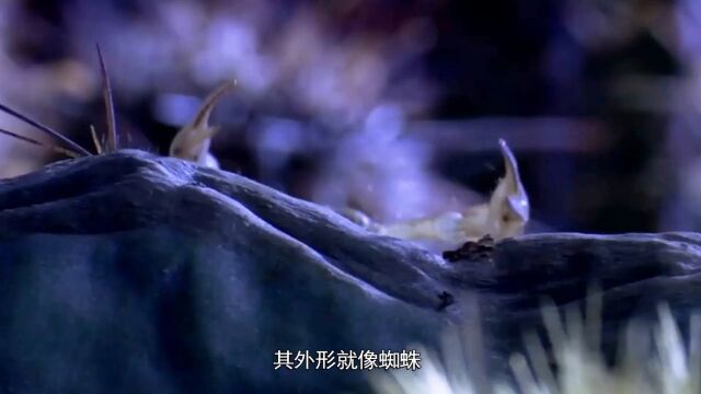 第06集:古老的带刺生物蝎子