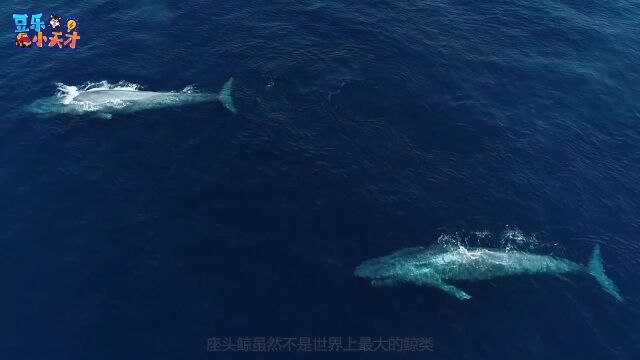 第25集 水族馆学习认识海洋生物