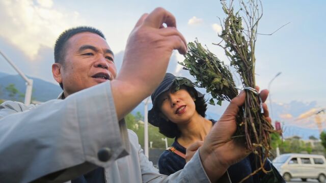 神奇的药草倒钩刺,号称烧烤的“解药”?