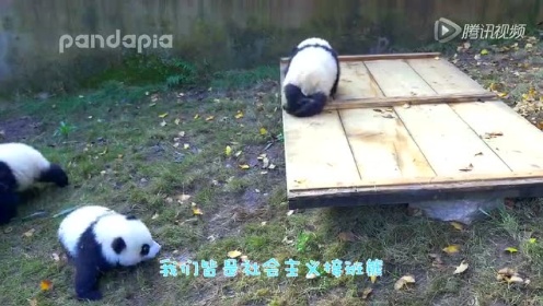《大话熊猫》第二季 5～熊猫,你也惹得起?