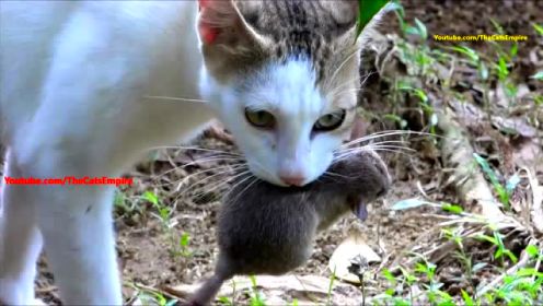 家里的两只猫抓到一只老鼠 猫太会玩了