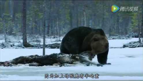 冬天觅食的棕熊！赶紧逃！保命要紧啊！