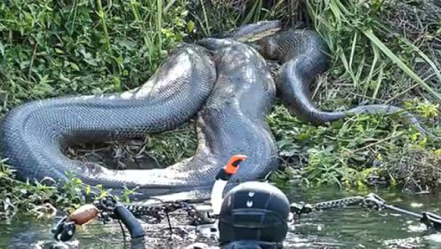 世界上已发现的最大蟒蛇