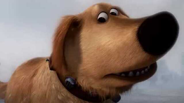 还记得电影飞屋环游记里的那只金毛吗