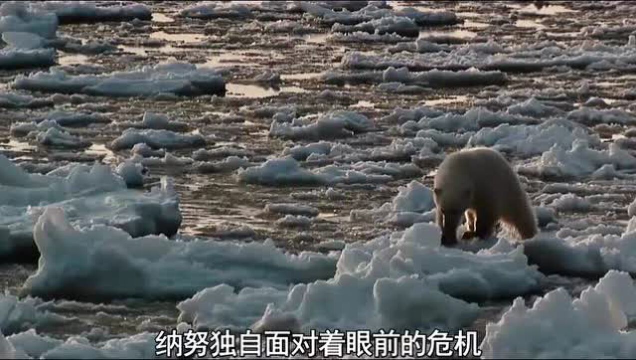 全球变暖冰川融化让北极的动物面临新的危机_高清