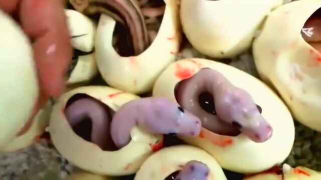 刚出生的小蛇,红宝石般的小眼睛萌萌哒