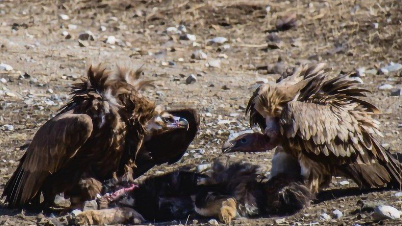 连播01:39漂亮的小辣条,没想到这么恶毒大葱动物园01:31夜视仪打狼