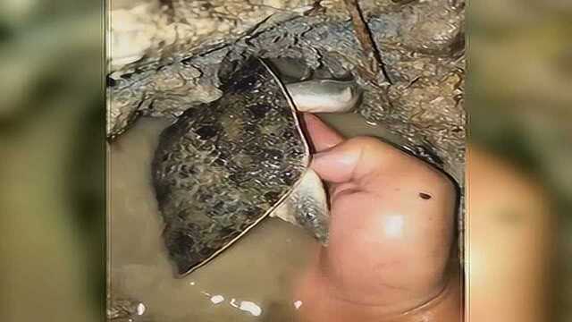 农村人抓甲鱼你们见过吗