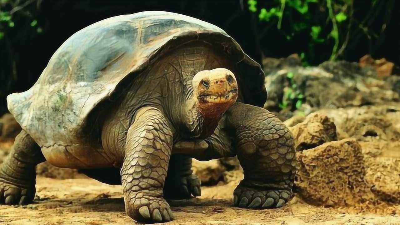 世界上体型最大的陆龟，加拉帕戈斯象龟_高清