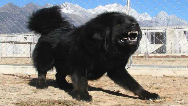 鬼獒大战比特犬秒杀比特太轻松还有说藏獒不会咬的吗