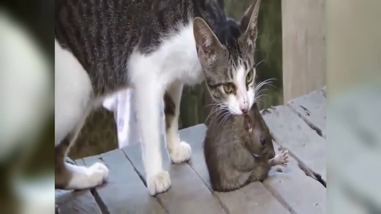 半夜实拍猫吃老鼠全过程看得我惊心动魄