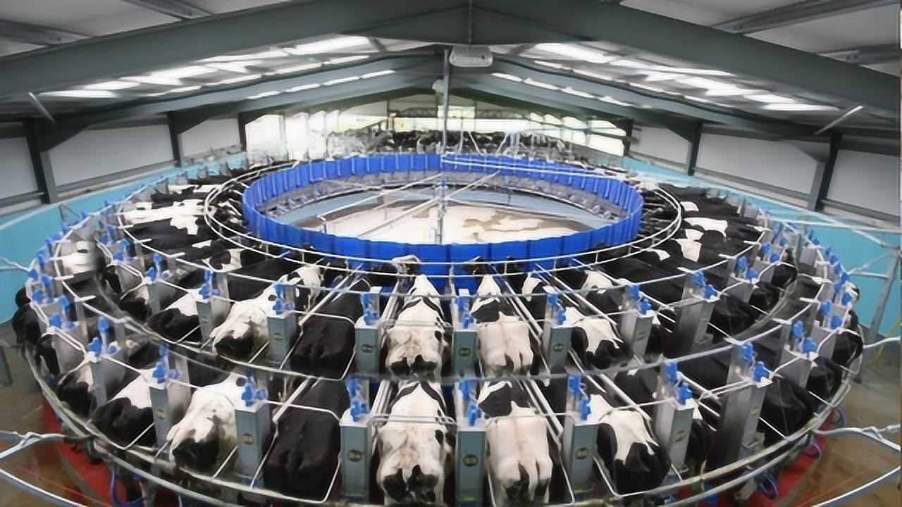 国外强大的农业智能技术:奶牛自动喂养自动挤奶
