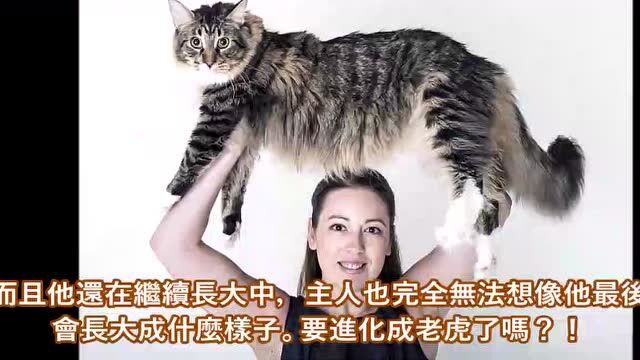 十种世界上最大的动物每个个头都大的很