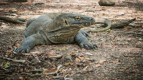 科摩多龙大战巨蟒,蟒蛇的死亡缠绕在它面前毫无用处!