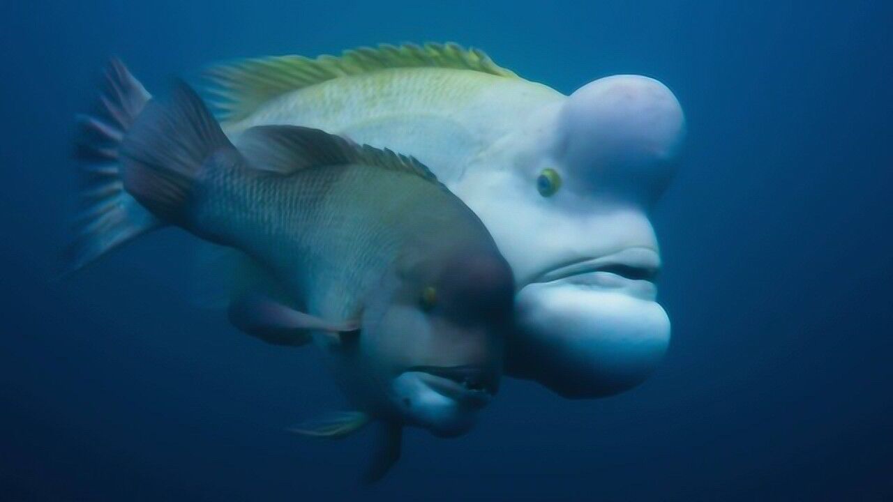 日本海洋深处发现怪鱼头顶长出大瘤包里面到底是什么