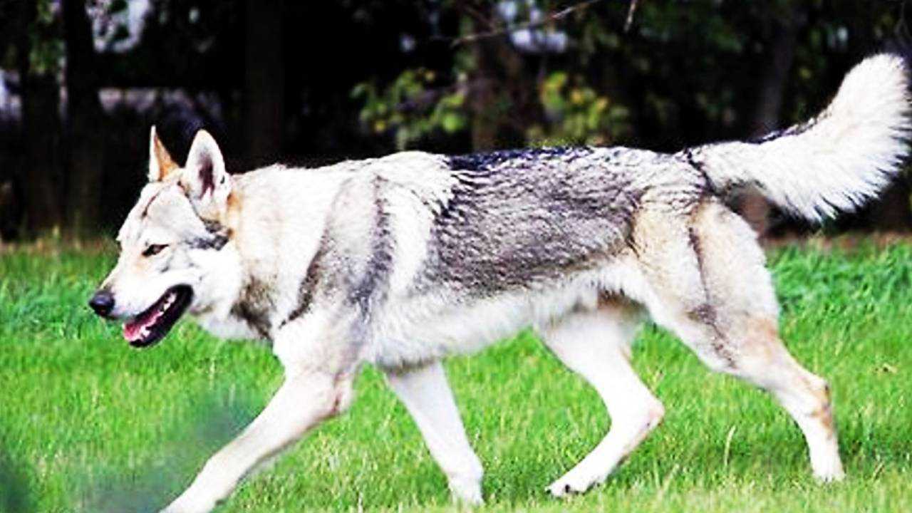长的最像狼的捷克狼犬为什么许多国家禁止饲养