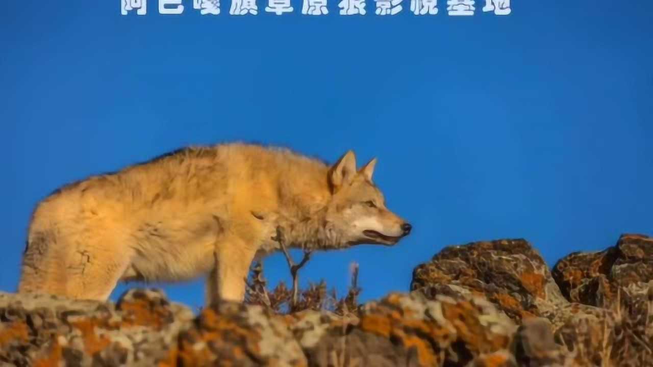 狼的叫声有多渗人？听听一群狼的狼嚎_高清1080P在线观看平台_腾讯视频