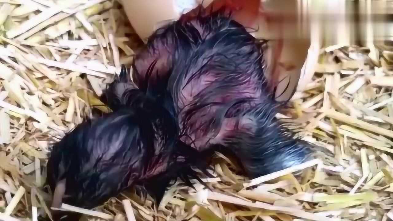 鸡蛋孵化小鸡全过程很多人这辈子都不一定见过你见过吗