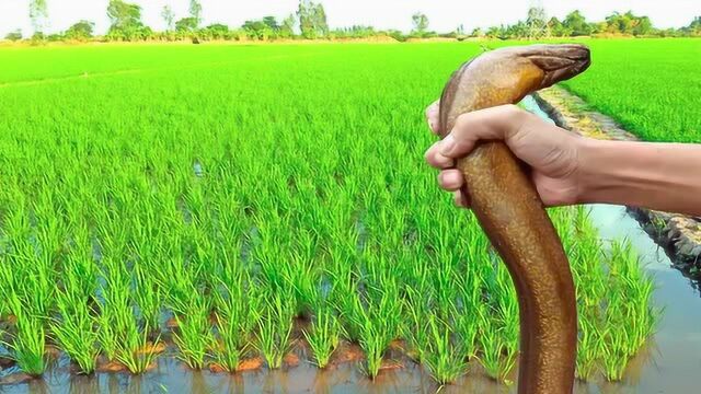 原来黄鳝是这样钓到的,还这么大条!_腾讯视频