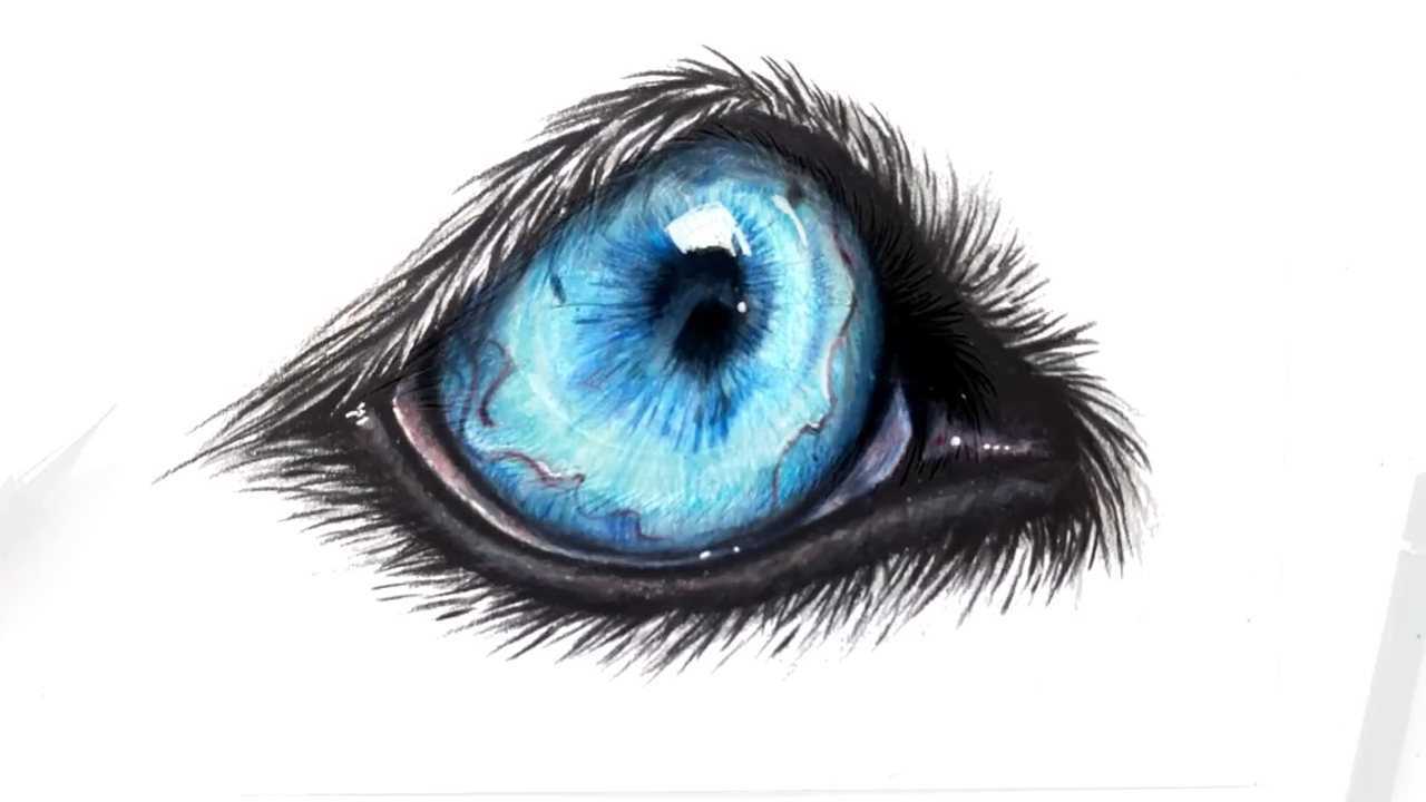 教你用彩色铅笔画狼的眼睛好漂亮的眼球