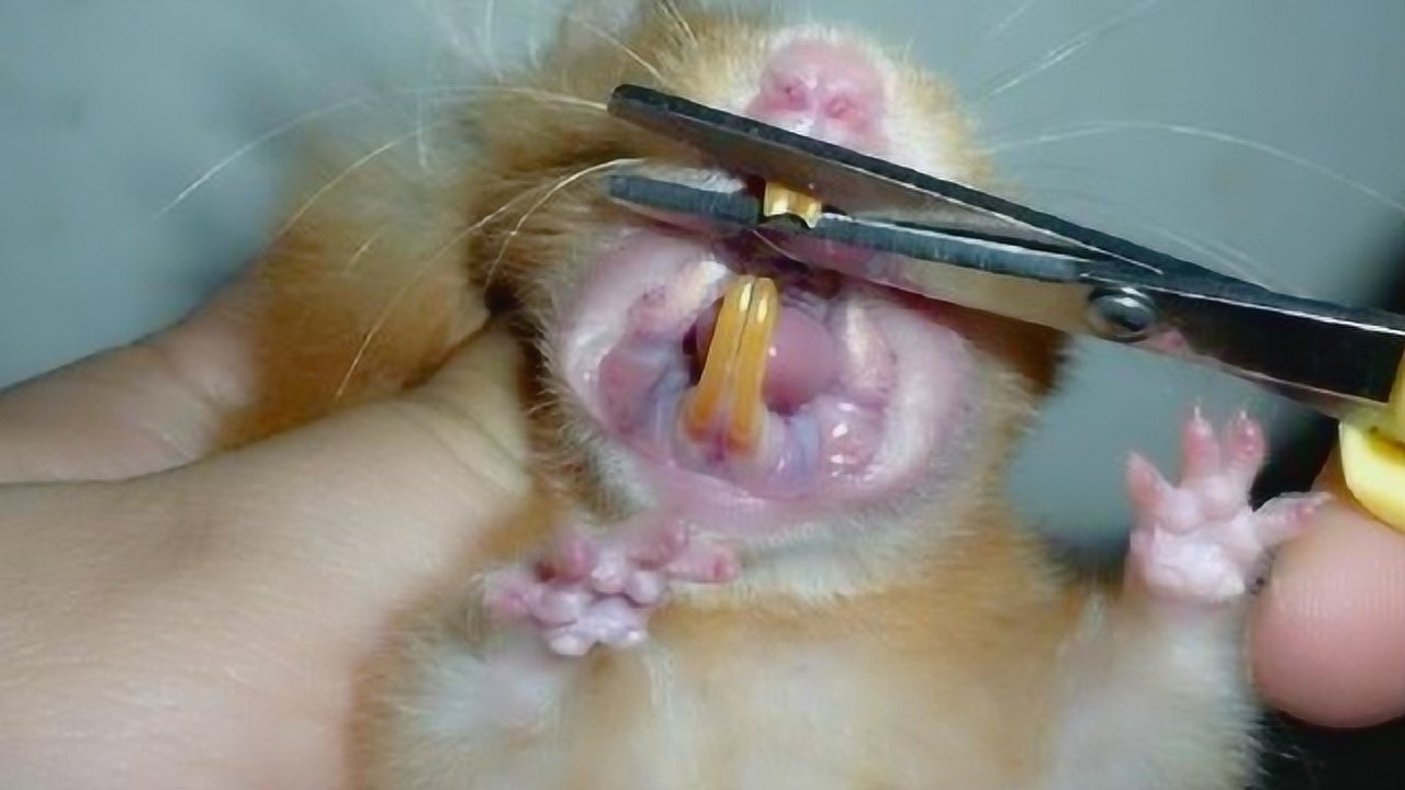 仓鼠需要剪牙吗?你这明明就是虐待!