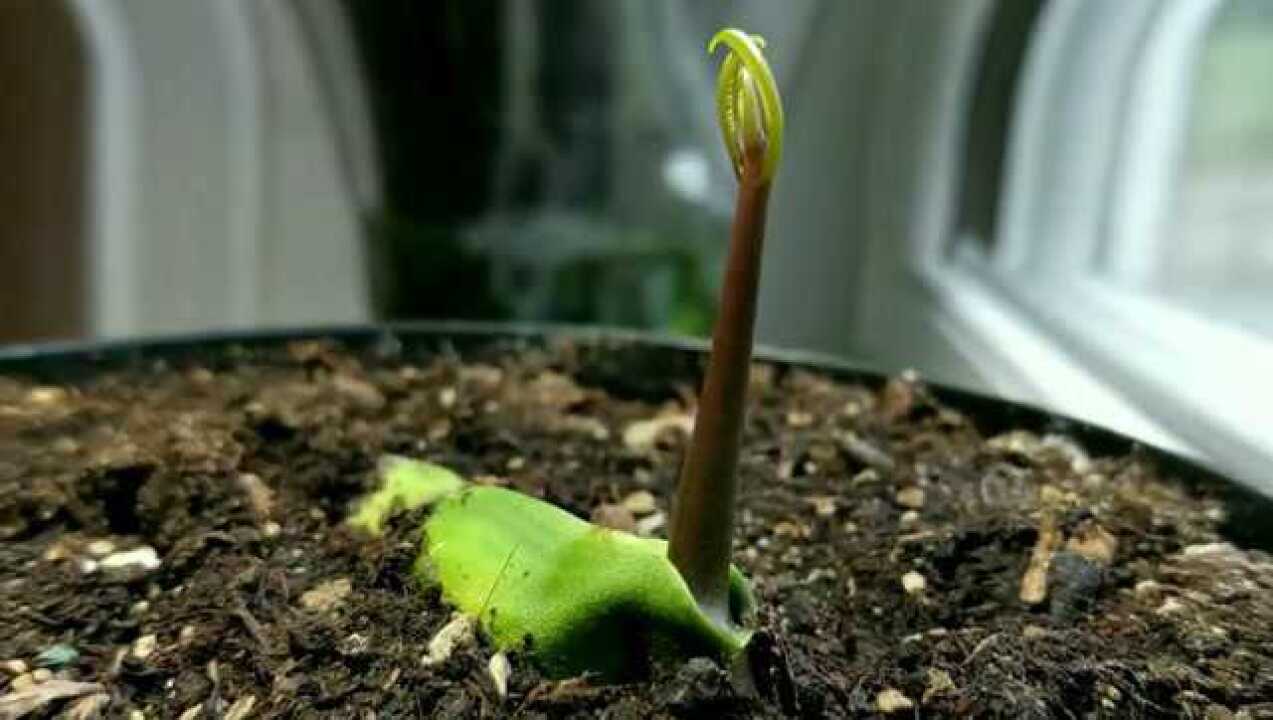 连续拍摄23天纪录一粒芒果种子发芽生长的过程