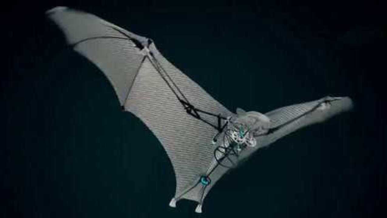 仿生机械蝙蝠!这个发明太生动了,跟活的一样!