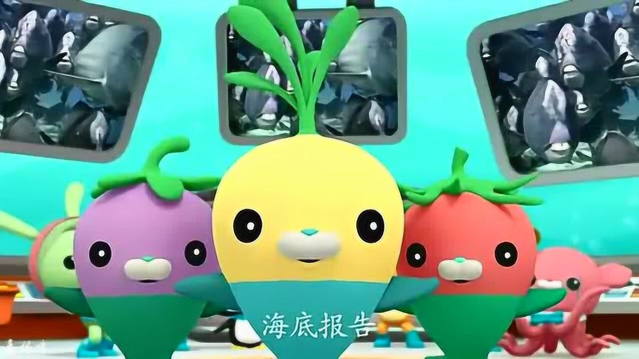 海底小纵队之海底报告:隆头鹦哥鱼