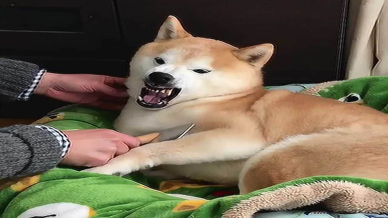 一只有起床气的柴犬