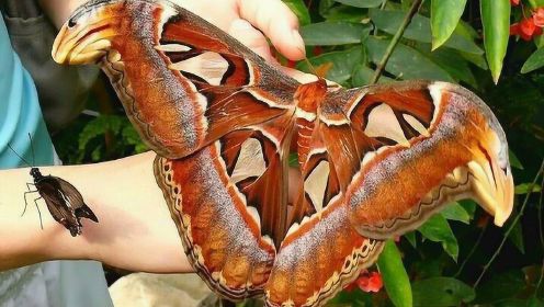 世界上最大的飞蛾，比人手还要大，网友：你确定不是成精了？