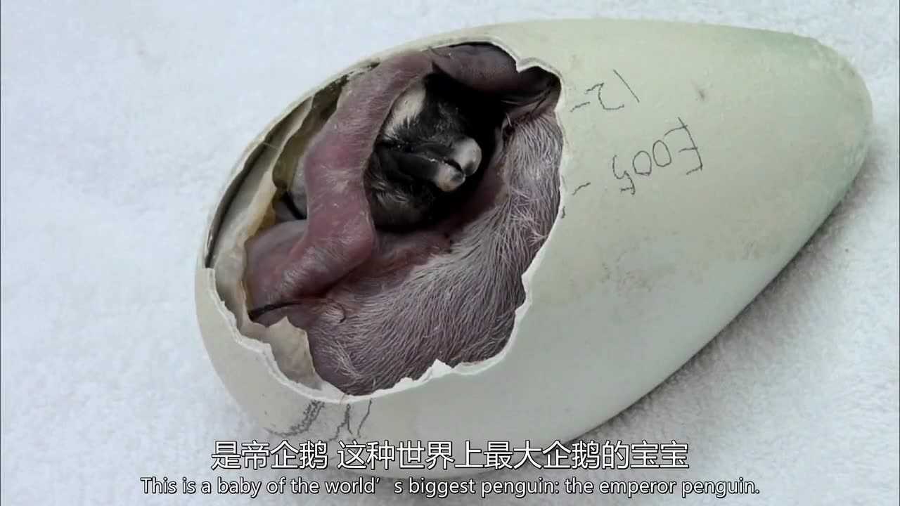 刚出生的帝企鹅 20180603