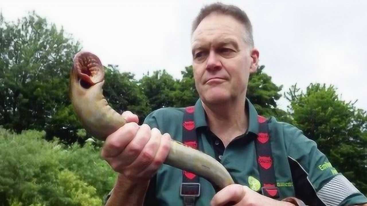 直播血煮七鳃鳗狰狞海下吸血鬼