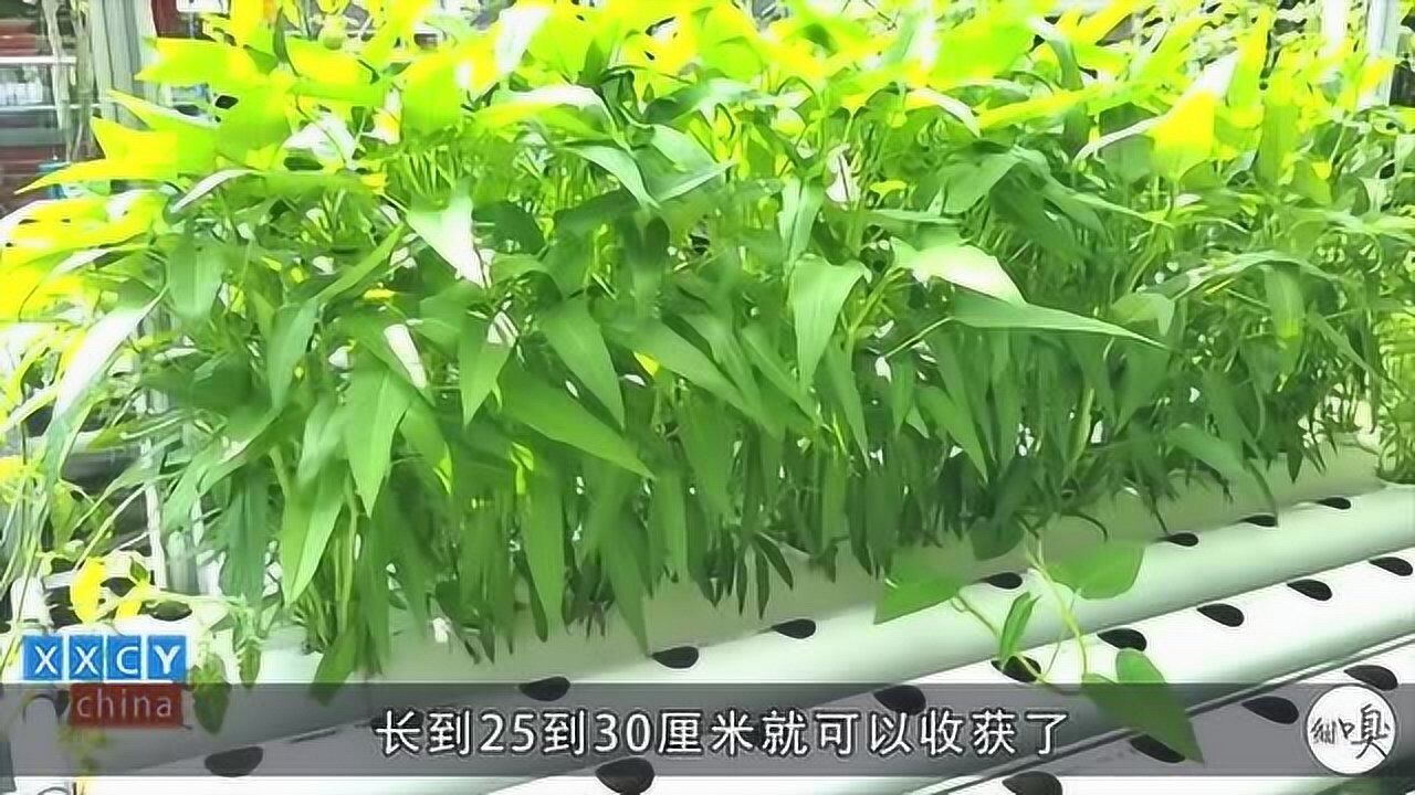 用塑胶管种空心菜在家里就能种无土栽培好打理一家人吃不完