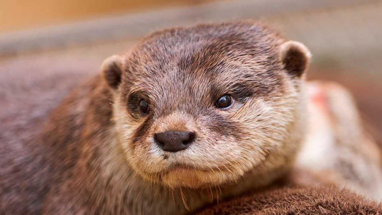 水獭的屁股能摸吗