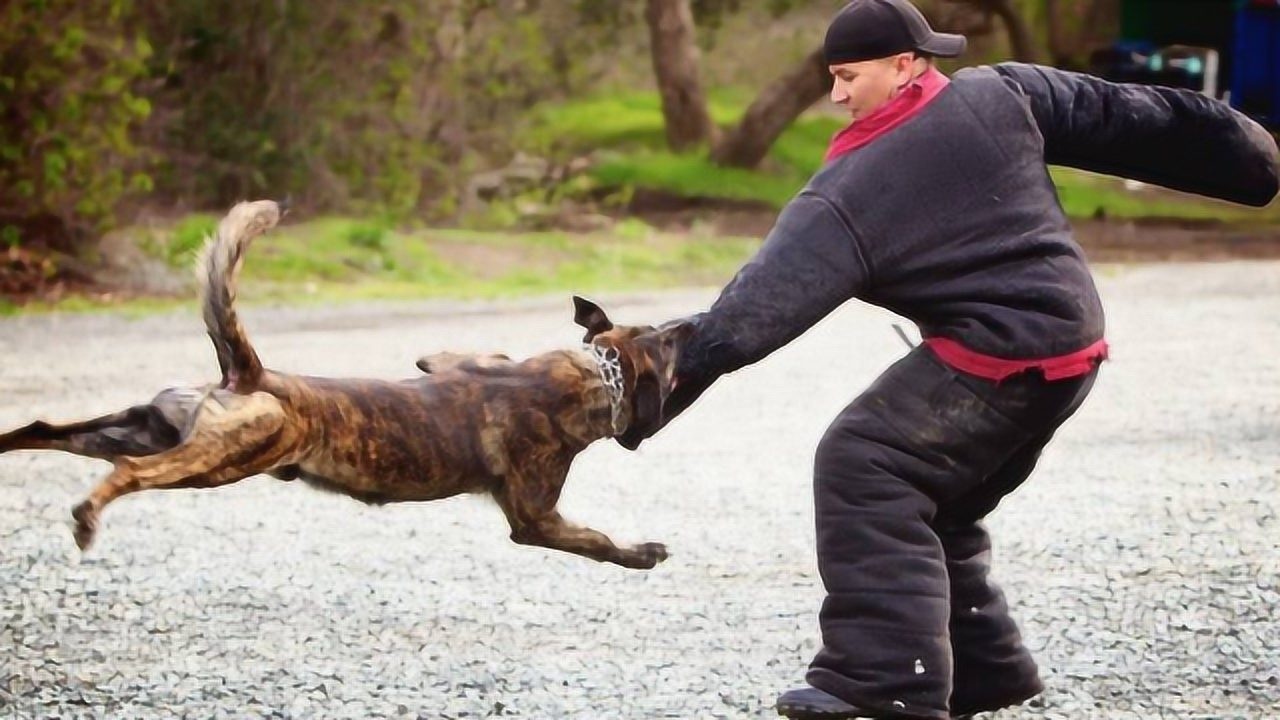 为什么狗追人你越跑它越追,你蹲下狗会被吓跑?答案你绝对想不到!