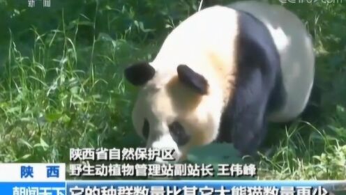 抢救性保护60年 秦岭大熊猫已达到345只