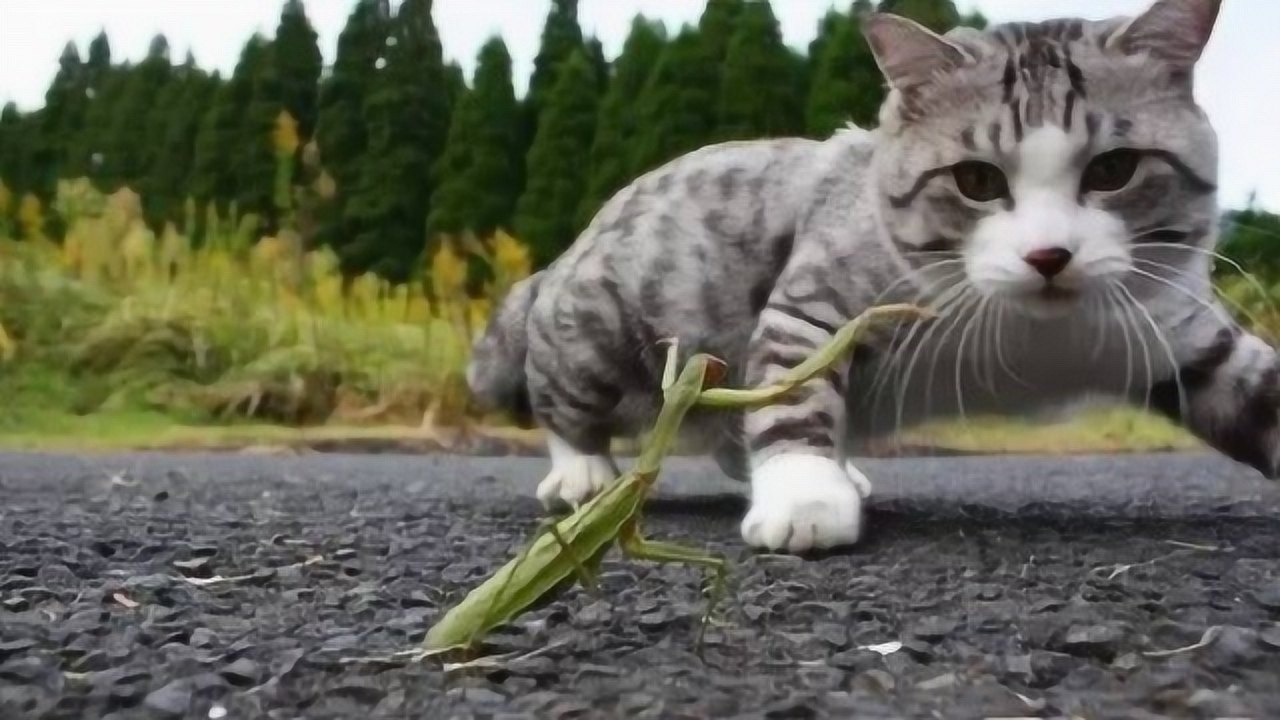 螳螂大战猫咪 ,螳螂突如其来的攻击,可把猫咪吓坏了!