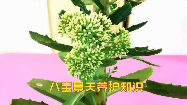 八宝景天——超级好养的多肉植物