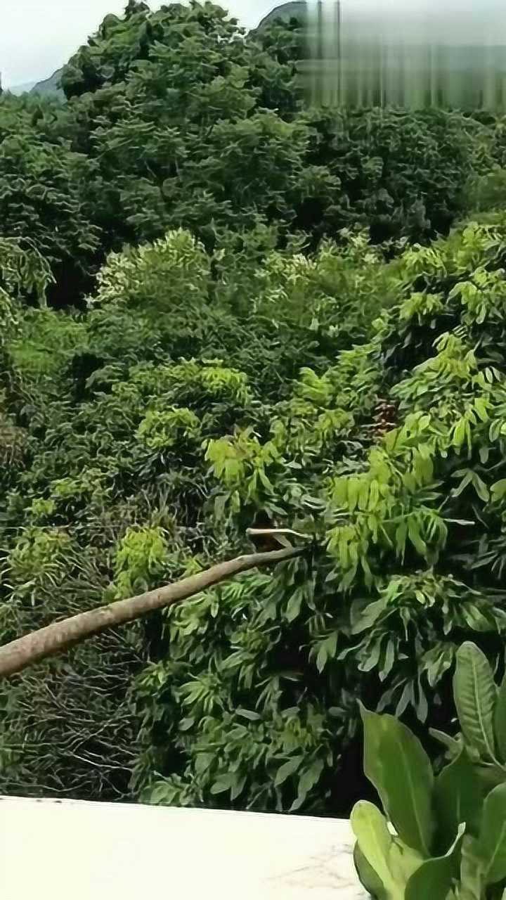 剛從樹上摘下來的龍眼,看著就好想吃,就是樹枝折得太多了吧