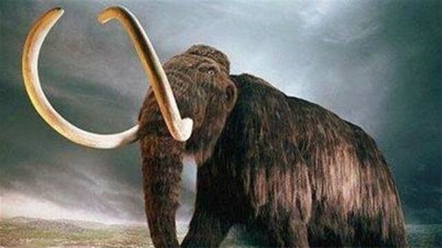 科学家复活4万年前猛犸象 提取尸骸DNA“召唤”史前生物