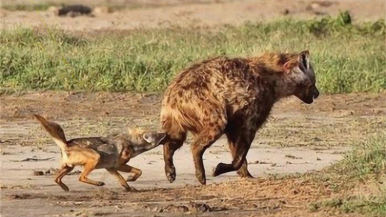 鬣狗被豺狗围攻,意想不到的事情发生了,镜头拍下鬣狗遭掏肛全过程