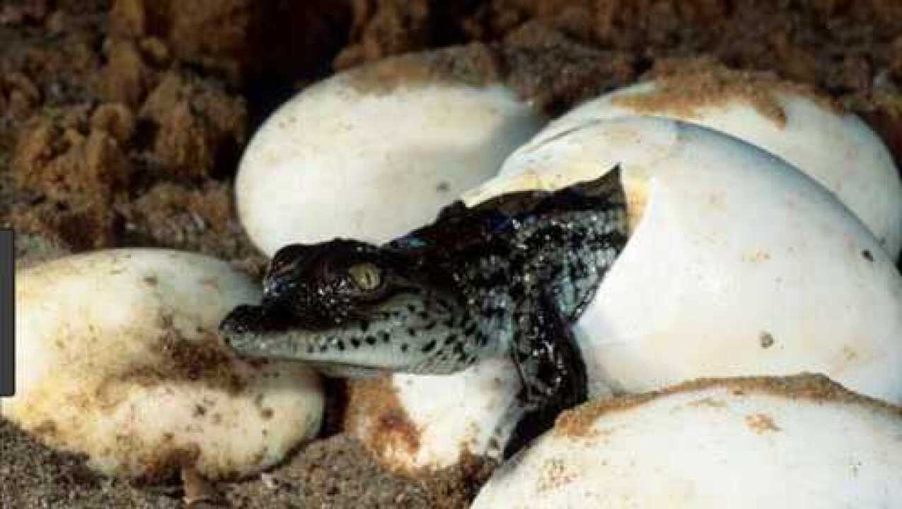 实拍鳄鱼产卵孵化全过程,一个让人感叹造物主惊奇的视频