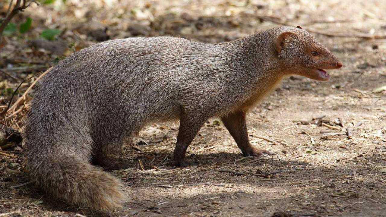 公路边一只鼬和一只蛇大战三百回合