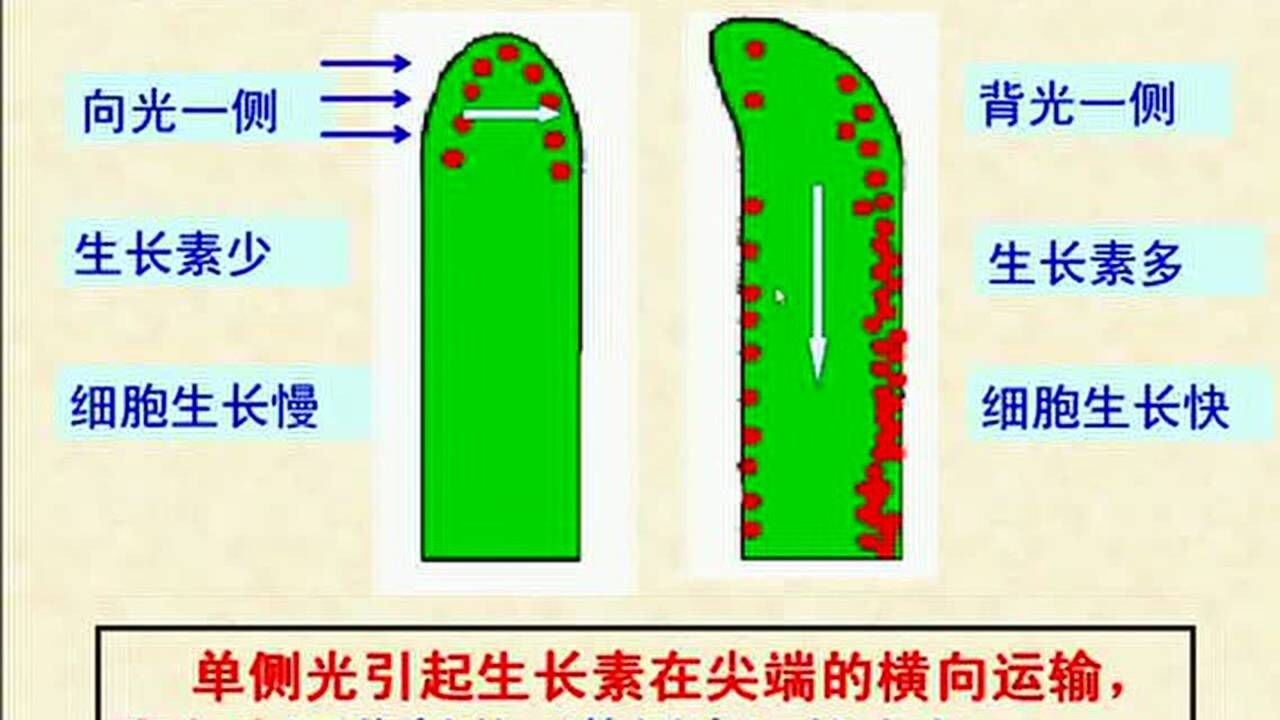 生长素的发现之植物向光性解释_高清1080P在线观看平台_腾讯视频